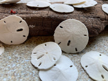 Load image into Gallery viewer, Small Sand Dollars 1"-1.5" - Sand Dollar - Craft Supply - Beach Wedding Favors - Wedding Decor - Bulk - Seashell - Gift - FREE SHIPPING!