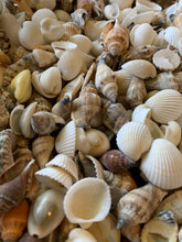 Load image into Gallery viewer, Shell Mix-1/2"-1" Small/Medium Shell Mix-Craft Seashells-Small Seashells-Beach Wedding Decor-Seashells Supplies-Tiny Seashells-FREE SHIPPING