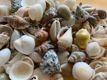 Load image into Gallery viewer, Shell Mix-1/2"-1" Small/Medium Shell Mix-Craft Seashells-Small Seashells-Beach Wedding Decor-Seashells Supplies-Tiny Seashells-FREE SHIPPING