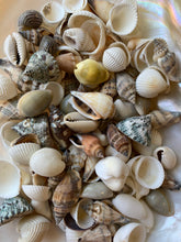 Load image into Gallery viewer, Shell Mix-1/2"-1" Small/Medium Shell Mix-Craft Seashells-Small Seashells-Beach Wedding Decor-Seashells Supplies-Tiny Seashells-FREE SHIPPING