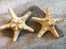 Load image into Gallery viewer, Knobby Starfish 3" - 4” - Bulk Starfish - Beach Wedding Decor - Favors - Seashell Crafts - Seashells - Starfish Decor - FREE SHIPPING!