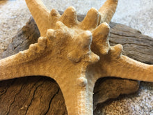 Load image into Gallery viewer, Knobby Starfish 4"-5" - Bulk Starfish - Beach Wedding Decor/Favors - Crafts - Seashells - Starfish Decor - FREE SHIPPING!