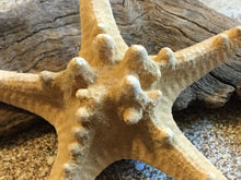 Load image into Gallery viewer, Knobby Starfish 4"-5" - Bulk Starfish - Beach Wedding Decor/Favors - Crafts - Seashells - Starfish Decor - FREE SHIPPING!