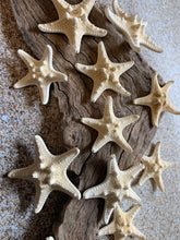 Load image into Gallery viewer, Small Knobby Starfish White 1"-2" - Bulk Starfish - Beach Wedding Decor - Seashell Crafts - Seashells - Starfish Decor - FREE SHIPPING!