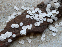 Load image into Gallery viewer, Tiny Sand Dollars 1/4 - 1/2"- Sand Dollar - Craft Supply - Beach Wedding Favors - Wedding Decor - Bulk - Seashell - Gift