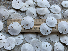 Load image into Gallery viewer, Small Sand Dollars 3/4"-1” - Sand Dollar - Craft Supply - Beach Wedding Favors - Wedding Decor - Bulk - Seashell - Gift - FREE SHIPPING!
