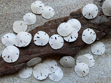 Load image into Gallery viewer, Small Sand Dollars 1"-1.5" - Sand Dollar - Craft Supply - Beach Wedding Favors - Wedding Decor - Bulk - Seashell - Gift - FREE SHIPPING!
