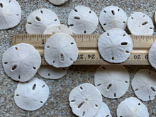 Load image into Gallery viewer, Small Sand Dollars 1"-1.5" - Sand Dollar - Craft Supply - Beach Wedding Favors - Wedding Decor - Bulk - Seashell - Gift - FREE SHIPPING!