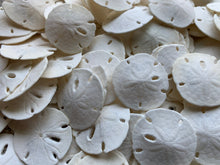 Load image into Gallery viewer, Small Sand Dollars 1"-1.5" - Sand Dollar - Craft Supply - Beach Wedding Favors - Wedding Decor - Bulk - Seashell - Gift - FREE SHIPPING!