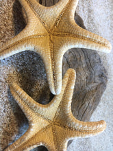 Load image into Gallery viewer, Knobby Starfish 3" - 4” - Bulk Starfish - Beach Wedding Decor - Favors - Seashell Crafts - Seashells - Starfish Decor - FREE SHIPPING!