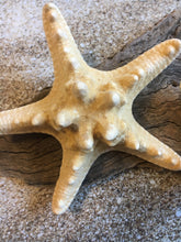 Load image into Gallery viewer, Knobby Starfish 3" - 4” - Bulk Starfish - Beach Wedding Decor - Favors - Seashell Crafts - Seashells - Starfish Decor - FREE SHIPPING!