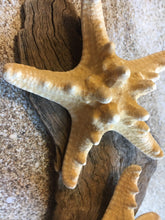 Load image into Gallery viewer, Knobby Starfish 3" - 4” - Bulk Starfish - Beach Wedding Decor - Favors - Seashell Crafts - Seashells - Starfish Decor - FREE SHIPPING!