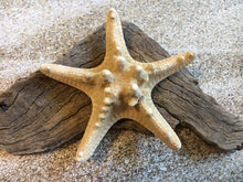 Load image into Gallery viewer, Knobby Starfish 4"-5" - Bulk Starfish - Beach Wedding Decor/Favors - Crafts - Seashells - Starfish Decor - FREE SHIPPING!