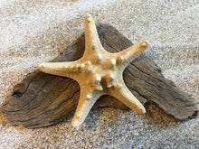 Load image into Gallery viewer, Knobby Starfish 4"-5" - Bulk Starfish - Beach Wedding Decor/Favors - Crafts - Seashells - Starfish Decor - FREE SHIPPING!