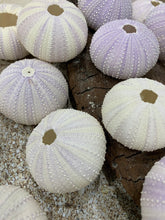 Load image into Gallery viewer, Purple Sea Urchins- Beach Wedding Favors - Decor - Sea Urchin - Natural Sea Shell - Air Plant - 1.5"-2.5" - FREE SHIPPING!