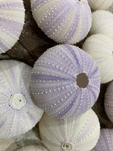 Load image into Gallery viewer, Purple Sea Urchins- Beach Wedding Favors - Decor - Sea Urchin - Natural Sea Shell - Air Plant - 1.5"-2.5" - FREE SHIPPING!