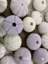 Load image into Gallery viewer, Purple Sea Urchins- Beach Wedding Favors - Decor - Sea Urchin - Natural Sea Shell - Air Plant - 1.5"-2.5" - FREE SHIPPING!