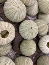 Load image into Gallery viewer, Green Sea Urchins - Beach Wedding Favors - Decor - Sea Urchin - Natural Sea Shell - Air Plant - 1.5"-2.5"