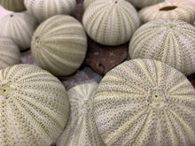 Load image into Gallery viewer, Green Sea Urchins - Beach Wedding Favors - Decor - Sea Urchin - Natural Sea Shell - Air Plant - 1.5"-2.5"