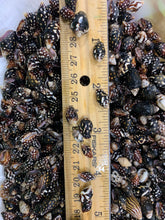 Load image into Gallery viewer, Nassa Columbella Shell - Nassa shells - Small Shell Mix - Tiny Seashells - Crafting Shells - Seashells - Crafts - FREE SHIPPING!