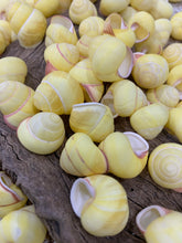 Load image into Gallery viewer, Land Snail-Striped Yellow Land Snail Shells-Safe for Hermit Crabs-Hermit Crab Shells-Turbo Shells-Hermit Crab Tank Decor-FREE SHIPPING!