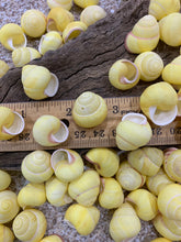 Load image into Gallery viewer, Land Snail-Striped Yellow Land Snail Shells-Safe for Hermit Crabs-Hermit Crab Shells-Turbo Shells-Hermit Crab Tank Decor-FREE SHIPPING!
