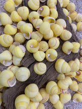Load image into Gallery viewer, Land Snail-Striped Yellow Land Snail Shells-Safe for Hermit Crabs-Hermit Crab Shells-Turbo Shells-Hermit Crab Tank Decor-FREE SHIPPING!