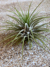 Load image into Gallery viewer, Tillandsia Ionantha Guatemala Air Plant, Guatemala Air Plant, Air Plants, Wedding Decor, Plants, Airplants, Bulk, Tillandsia, Terrarium