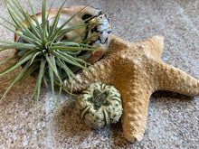Load image into Gallery viewer, Tillandsia Ionantha Guatemala Air Plant, Guatemala Air Plant, Air Plants, Wedding Decor, Plants, Airplants, Bulk, Tillandsia, Terrarium