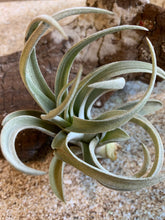 Load image into Gallery viewer, Harrisii Air Plant, Tillandsia Air Plant, Guatemala Air Plant, Air Plants, Wedding Decor, Plants, Airplants, Bulk, Tillandsia, Terrarium