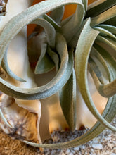 Load image into Gallery viewer, Harrisii Air Plant, Tillandsia Air Plant, Guatemala Air Plant, Air Plants, Wedding Decor, Plants, Airplants, Bulk, Tillandsia, Terrarium
