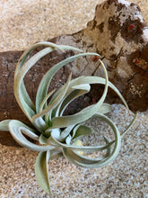 Load image into Gallery viewer, Harrisii Air Plant, Tillandsia Air Plant, Guatemala Air Plant, Air Plants, Wedding Decor, Plants, Airplants, Bulk, Tillandsia, Terrarium