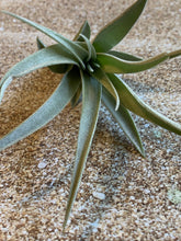 Load image into Gallery viewer, Harrisii Air Plant, Tillandsia Air Plant, Guatemala Air Plant, Air Plants, Wedding Decor, Plants, Airplants, Bulk, Tillandsia, Terrarium