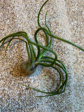 Load image into Gallery viewer, Bulbosa Air Plant, Tillandsia Air Plant, Guatemala Air Plant, Air Plants, Wedding Decor, Plants, Airplants, Bulk, Tillandsia, Terrarium
