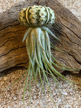 Load image into Gallery viewer, Scaposa Kolby Air Plant, Tillandsia Air Plant, Guatemala Air Plant, Air Plants, Wedding Decor, Plant, Airplants, Bulk, Tillandsia, Terrarium