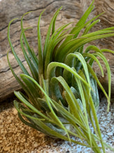 Load image into Gallery viewer, Scaposa Kolby Air Plant, Tillandsia Air Plant, Guatemala Air Plant, Air Plants, Wedding Decor, Plant, Airplants, Bulk, Tillandsia, Terrarium