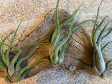 Load image into Gallery viewer, Caput Medusae Air Plant, Tillandsia Air Plant, Guatemala Air Plant, Air Plants, Wedding Decor, Plant, Airplants, Bulk, Tillandsia, Terrarium
