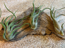 Load image into Gallery viewer, Caput Medusae Air Plant, Tillandsia Air Plant, Guatemala Air Plant, Air Plants, Wedding Decor, Plant, Airplants, Bulk, Tillandsia, Terrarium