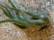 Load image into Gallery viewer, Caput Medusae Air Plant, Tillandsia Air Plant, Guatemala Air Plant, Air Plants, Wedding Decor, Plant, Airplants, Bulk, Tillandsia, Terrarium
