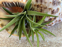 Load image into Gallery viewer, Velutina Air Plant, Tillandsia Air Plant, Guatemala Air Plant, Air Plants, Wedding Decor, Plant, Airplants, Bulk, Tillandsia, Terrarium