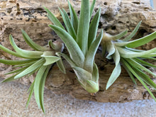 Load image into Gallery viewer, Velutina Air Plant, Tillandsia Air Plant, Guatemala Air Plant, Air Plants, Wedding Decor, Plant, Airplants, Bulk, Tillandsia, Terrarium