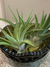 Load image into Gallery viewer, Velutina Air Plant, Tillandsia Air Plant, Guatemala Air Plant, Air Plants, Wedding Decor, Plant, Airplants, Bulk, Tillandsia, Terrarium