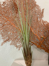 Load image into Gallery viewer, Juncifolia Air Plant, Tillandsia Air Plant, Guatemala Air Plant, Air Plants, Wedding Decor, Plants, Airplants, Bulk, Tillandsia, Terrarium