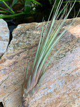 Load image into Gallery viewer, Juncifolia Air Plant, Tillandsia Air Plant, Guatemala Air Plant, Air Plants, Wedding Decor, Plants, Airplants, Bulk, Tillandsia, Terrarium