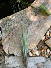Load image into Gallery viewer, Juncifolia Air Plant, Tillandsia Air Plant, Guatemala Air Plant, Air Plants, Wedding Decor, Plants, Airplants, Bulk, Tillandsia, Terrarium