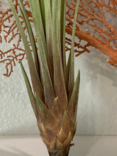 Load image into Gallery viewer, Juncifolia Air Plant, Tillandsia Air Plant, Guatemala Air Plant, Air Plants, Wedding Decor, Plants, Airplants, Bulk, Tillandsia, Terrarium
