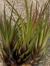 Load image into Gallery viewer, Melanocrater Tricolor Air Plant, Tillandsia Air Plant, Flowering Air Plant, Airplant, Wedding Decor, Airplants, Bulk, Tillandsia, Terrarium