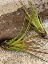 Load image into Gallery viewer, Melanocrater Tricolor Air Plant, Tillandsia Air Plant, Flowering Air Plant, Airplant, Wedding Decor, Airplants, Bulk, Tillandsia, Terrarium