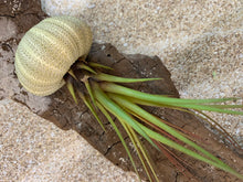 Load image into Gallery viewer, Melanocrater Tricolor Air Plant, Tillandsia Air Plant, Flowering Air Plant, Airplant, Wedding Decor, Airplants, Bulk, Tillandsia, Terrarium