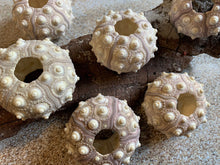 Load image into Gallery viewer, Sputnik Sea Urchins- Beach Wedding Favors - Decor - Sea Urchin - Natural Sea Shell - Air Plant Display - Crafts - 1.75"-3" - FREE SHIPPING!